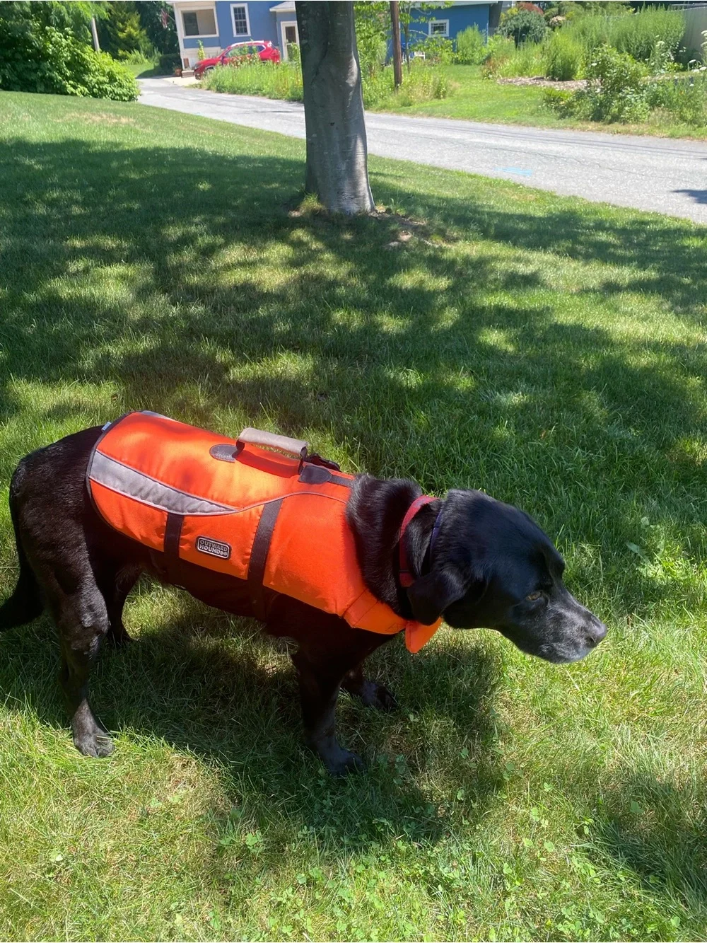 Outward Hound Orange  Reflective Dog Life Jacket - High-Visibility Safety Vest